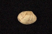 藏品(小眼花簾蛤)的圖片